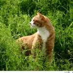 <b>초록</b> 풀밭의 황금 고양이