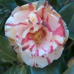 이런<b>동백</b>도