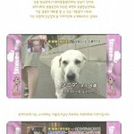 하얗게되버린 개 <b>소니아</b>