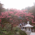 낙산사의 <b>백일홍</b>