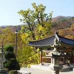 <b>천연</b>기념물 30호 - 용문사 은행나무