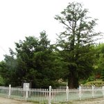 천연기념물 287호 - <b>사천</b> 곤양면 비자나무