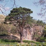 <b>천연</b>기념물 354호 - 고창 삼인리 장사송