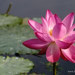 <b>연꽃</b> 보러 오세요