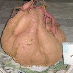 고구마인데 <b>호박</b>크기다