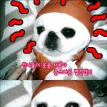 ★★★★<b>체리</b>을 구해주세요★★★★
