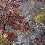 단풍과 눈의 <b>조화</b>