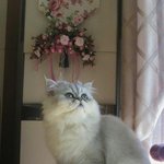 신델렐라와<b>호박</b>마차에 놀러오세여