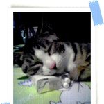 담배베게 비고 자는 냥이...ㅡㅡ<b>zzz</b>