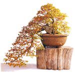 분재 - <b>소사</b>나무 (6)