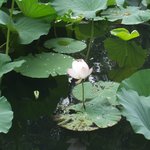 소주 졸정원에 핀 <b>연꽃</b>