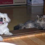 고양이 형님 강아지 <b>아우</b>