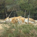 피곤한 <b>사자</b>들