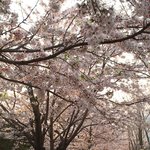 <b>벚꽃</b> <b>놀이</b>~~~난 봄이 조아!!^^