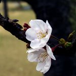 봄의 <b>열람</b>