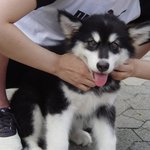 허스키의 <b>재롱</b> ^^