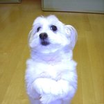 우리<b>고미</b>
