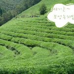 며칠전에 <b>보성</b>에 다녀왔어요^-^