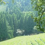 보성대한<b>다원</b>