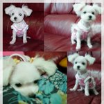 귀염둥이 울 <b>초롱</b>이