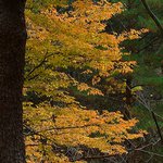 내원사의 아름다운 <b>단풍</b>