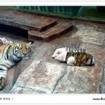 아기돼지들의 <b>위장</b>술