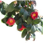 잊혀진 <b>동백</b>13