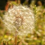 민들레와 코스모스, 며느리밑씻개