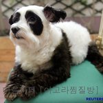 <b>팬더</b> 닮은 강아지, 인기 최고!