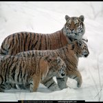동물<b>사진</b>을 올립니더<b>예</b>20