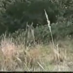 <b>사슴</b>들의 반란!