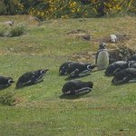 0번 <b>올빼미</b> 똑바로 하십시오