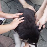 마지막 ^^ 인기 만발 ^^ 허스키