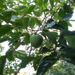 우리집 감나무와 <b>석류나무</b>