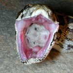 헉~<b>입속</b>에 머징?