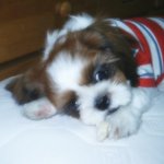 저희집!!<b>강쥐</b>♡사랑이에용^^