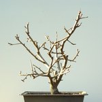 분재 - <b>수사</b>해당