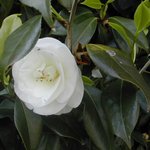 잊혀진 <b>동백</b>14