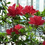 봄의 <b>동백</b>