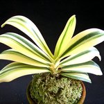 나도풍란<b>무늬</b>종