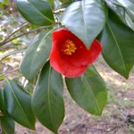 잊혀진 <b>동백</b>75