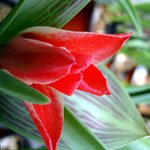 <b>튤립</b>