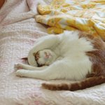 손머리 위!! 조용히 해주세요~~~~<b>zz</b>