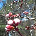 살구꽃이 <b>피기</b>전에