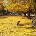 가을<b>단풍</b>