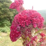 맨드라미꽃--<b>청계산</b> 엣골인근