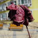 dry <b>flower</b>가 된 겨울장미