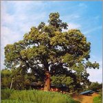 <b>배반</b>의 고장