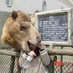 <b>낙타</b>가..