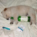 <b>폐인</b>강아지